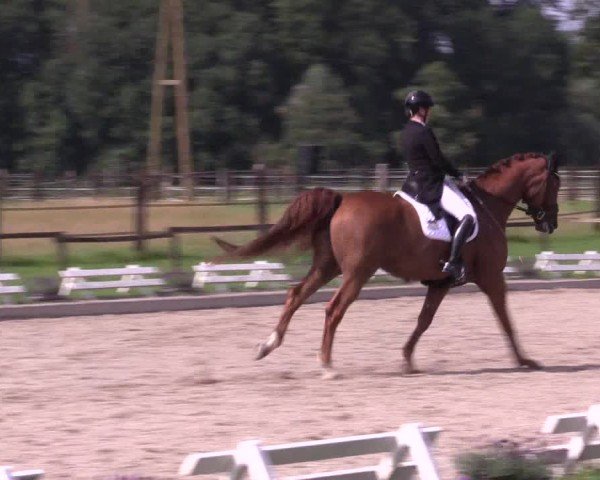 Reitturnier Nettetal-Lobberich 2024