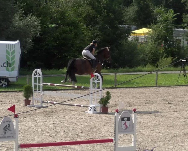 Reitturnier Gossau 2024