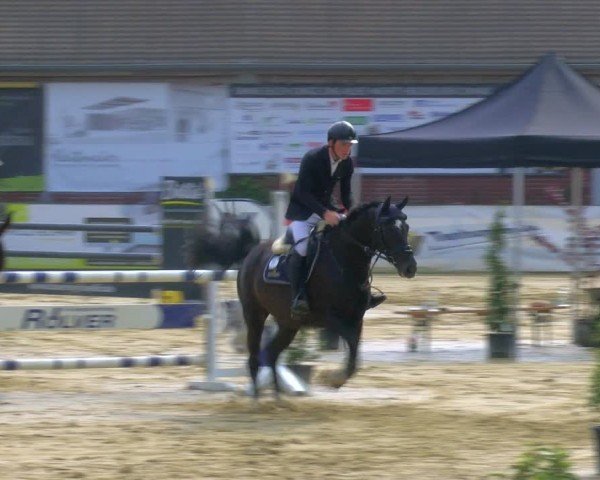 Reitturnier Stadtlohn 2024