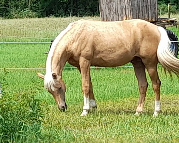 Pferd V. Danone (Kleines deutsches Reitpferd, 2019, von Danone 4)
