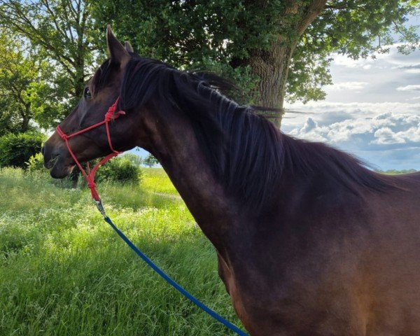 horse Edelmond (Trakehner, 2017, from Sir Oliver)