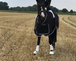 Dressurpferd Rubyelle RG (Westfale, 2020, von Rotspon)