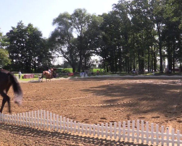 Reitturnier Zobbenitz 2024