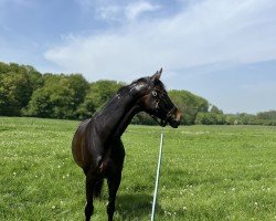 dressage horse Cascada 108 (Westphalian, 2013, from Chin Win)