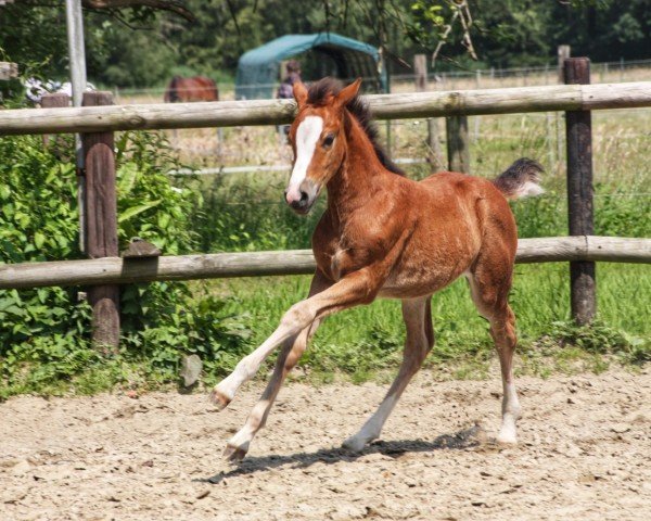 horse KDMP Mai Tai (German Riding Pony, 2024, from Dallmayr K)
