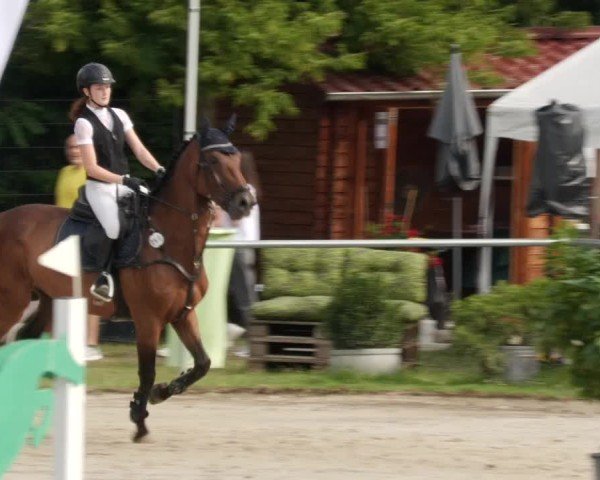 Reitturnier Mannheim-Friedrichsfeld 2024