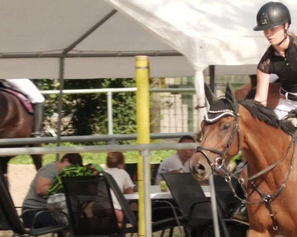 Reitturnier Mannheim-Friedrichsfeld 2024