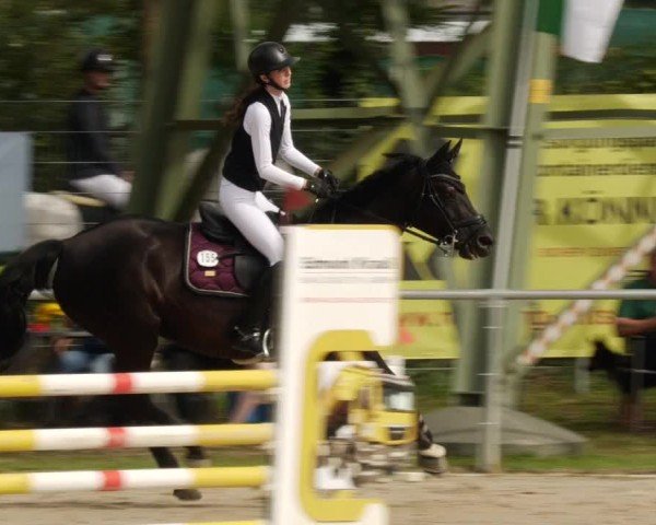 Reitturnier Mannheim-Friedrichsfeld 2024