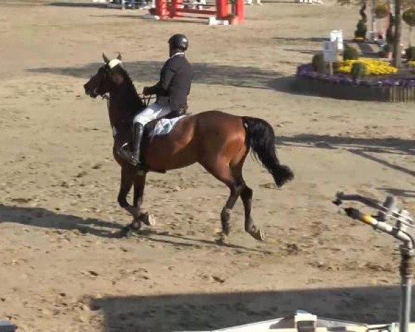 Reitturnier Werne-Lenklar 2013