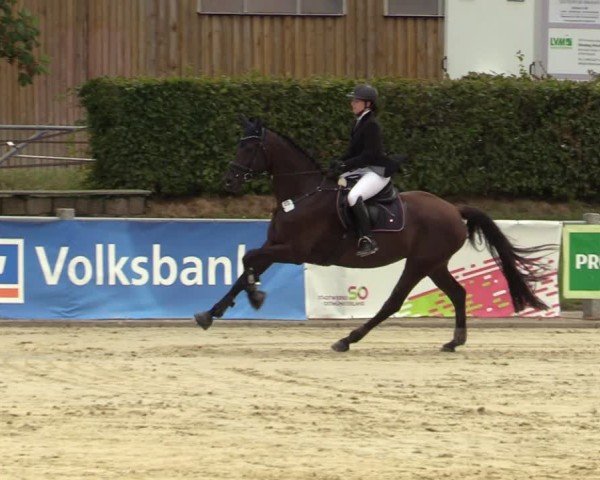 Reitturnier Ennigerloh-Neubeckum 2024