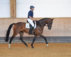 Pferd Farina (Deutsches Sportpferd, 2015, von Don Diamond)