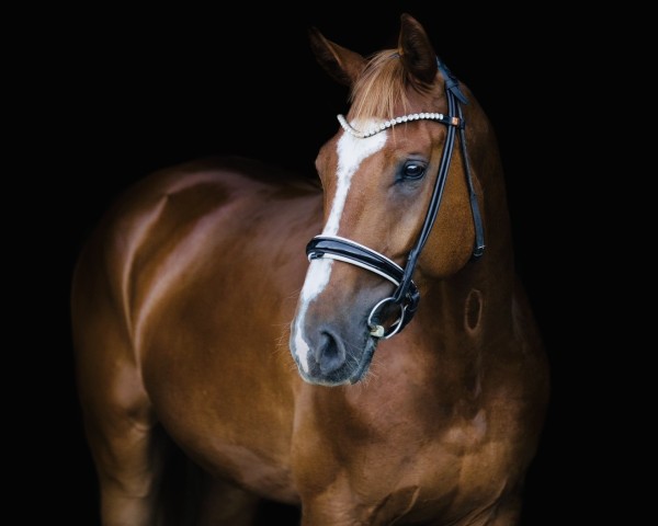 horse Don Delfi S (German Sport Horse, 2020, from Don Deluxe)