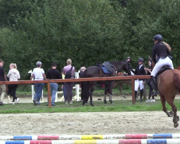 Reitturnier Arnsberg-Holzen 2024