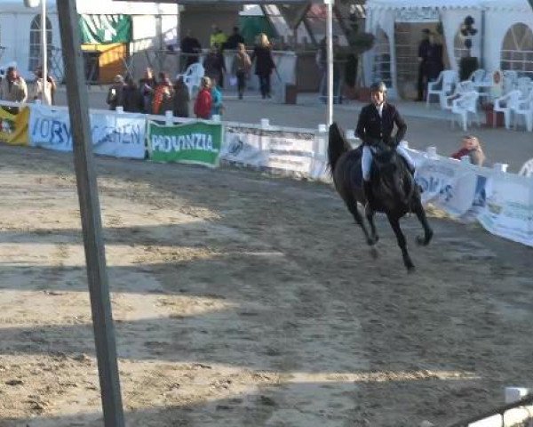 Reitturnier Werne-Lenklar 2013