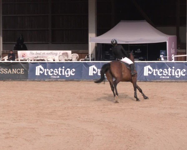 Reitturnier Ranshofen - Braunau am Inn 2024