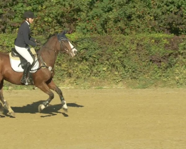 Reitturnier Böblingen 2021