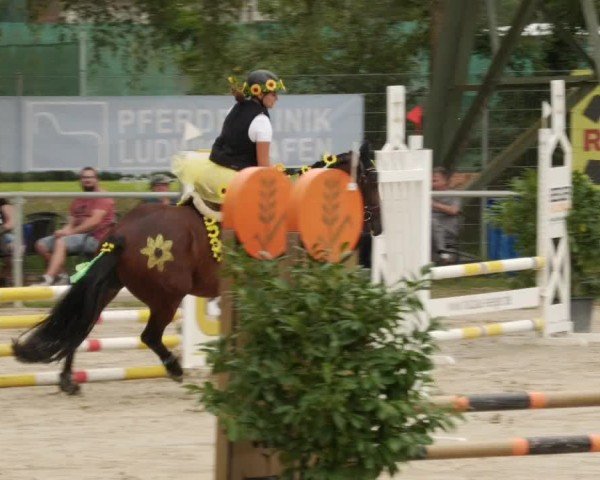 Reitturnier Mannheim-Friedrichsfeld 2024