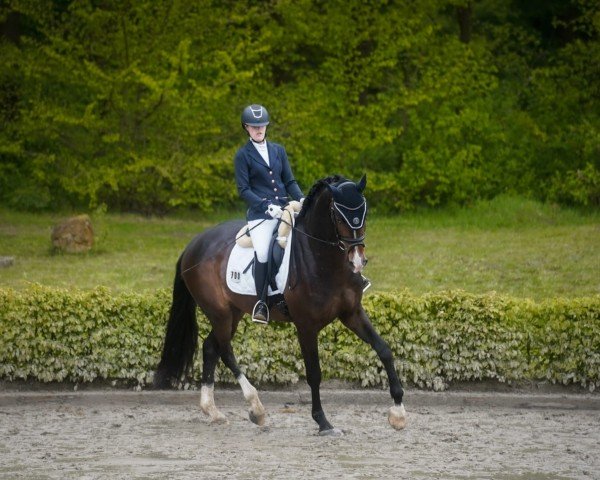 horse Excalibur 138 (Westphalian, 2020, from Escamillo) horse Excalibur 138 (Westphalian, 2020, from Escamillo)