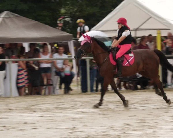 Reitturnier Mannheim-Friedrichsfeld 2024
