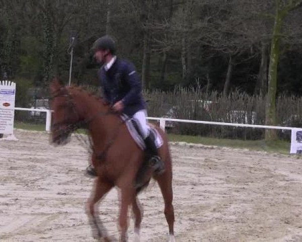 Dressur- und Springturnier Eröffnung der grünen Saison 2013