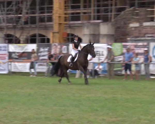 Reitturnier Bad Kissingen/Ufr. 2024