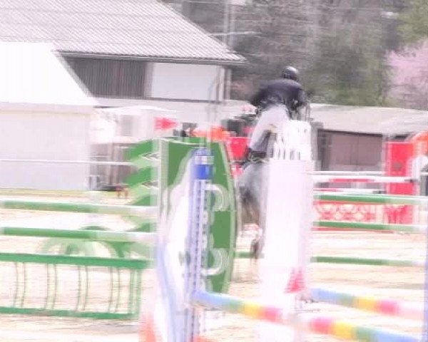 Dressur- und Springturnier Eröffnung der grünen Saison 2013