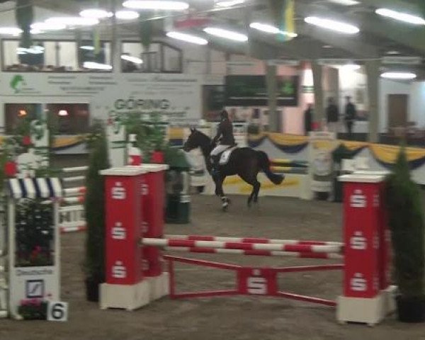 Reitturnier Vreden 2013