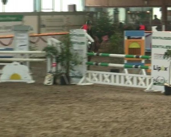 Hallen-Reit- und Springturnier des RV Suedlohn-Oeding für Ponys und Großpferde 2012