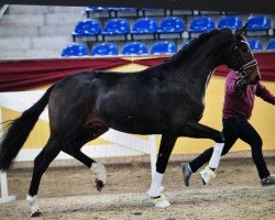 horse Fürst Falihandro (Hanoverian, 2018, from Falihandro)