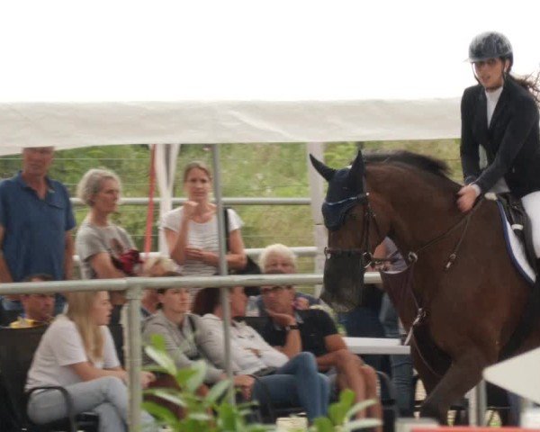 Reitturnier Mannheim-Friedrichsfeld 2024
