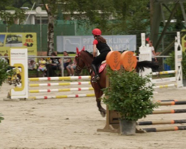 Reitturnier Mannheim-Friedrichsfeld 2024