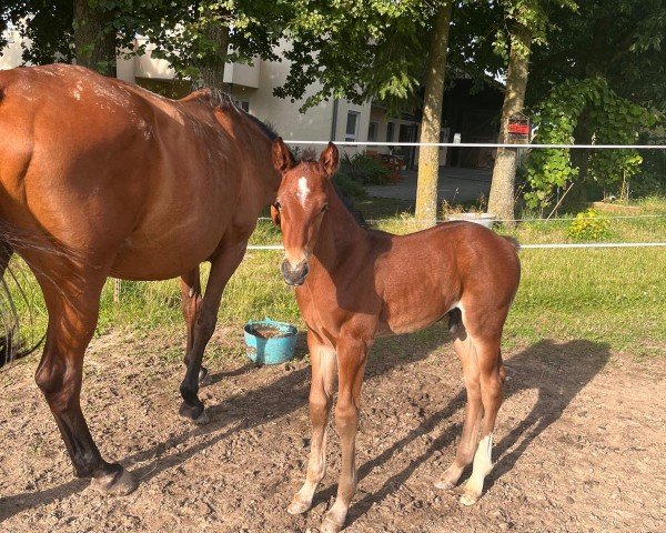 horse Starisso vom Heimental (German Sport Horse, 2024, from Stakkato Gold)