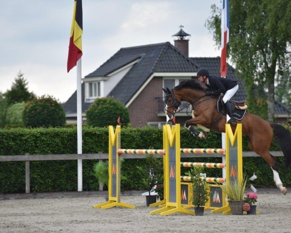 broodmare Idorette-TW (Holsteiner, 2016, from Constanzehof's Barcley)