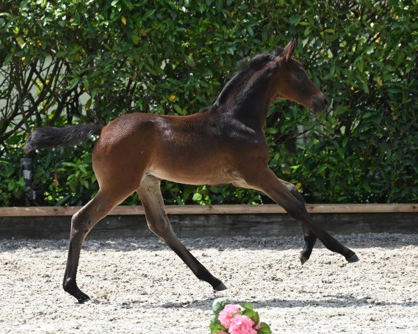 horse Herzrauschen (Trakehner, 2024, from Berlusconi)