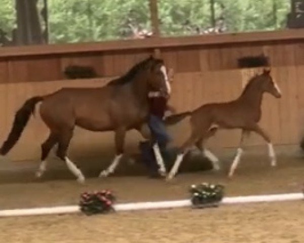 horse Hengst von Chezarro / Barcley (Holsteiner, 2020, from Chezarro)