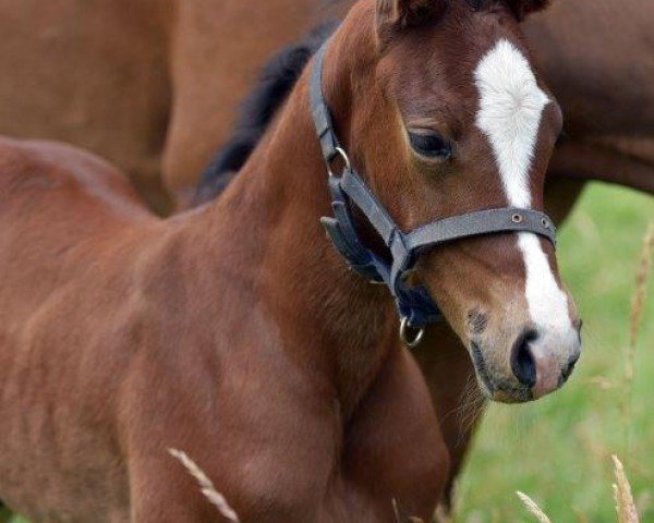 horse Hengst von Chezarro / Barcley (Holsteiner, 2021, from Chezarro)