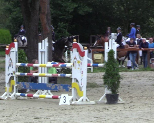 Reitturnier Arnsberg-Holzen 2024