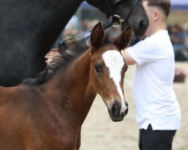 horse Herzleuchten (Trakehner, 2022, from Berlusconi)