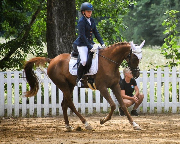 Springpferd Hayper ox (Vollblutaraber, 2018, von NW Haman ox)