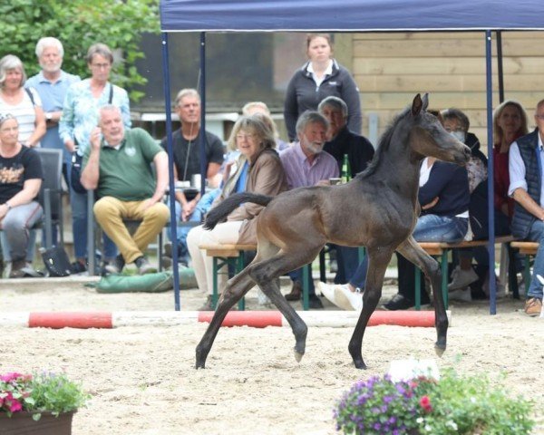 horse Tayfur (Trakehner, 2022, from Grafenstolz)