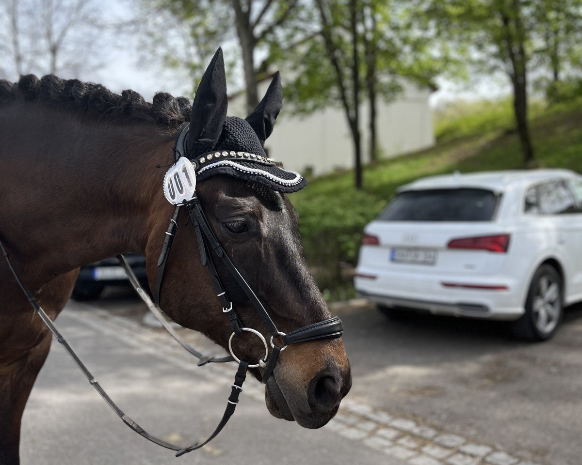 dressage horse Tauron (Polish Warmblood, 2010, from Huzar)