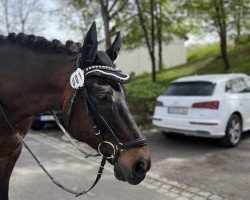 dressage horse Tauron (Polish Warmblood, 2010, from Huzar)