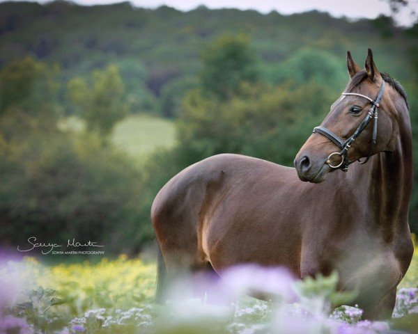 horse Holly-Girl (Hanoverian, 2006, from Hofrat)