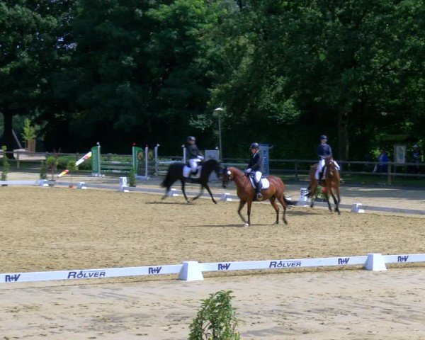Reitturnier Stadtlohn 2024
