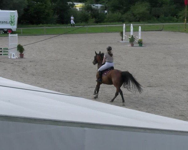 Reitturnier Gossau 2024