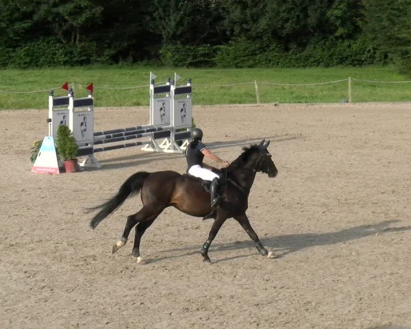 Reitturnier Gossau 2024