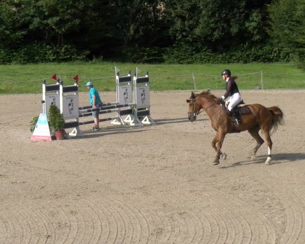 Reitturnier Gossau 2024