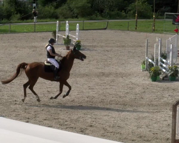 Reitturnier Gossau 2024