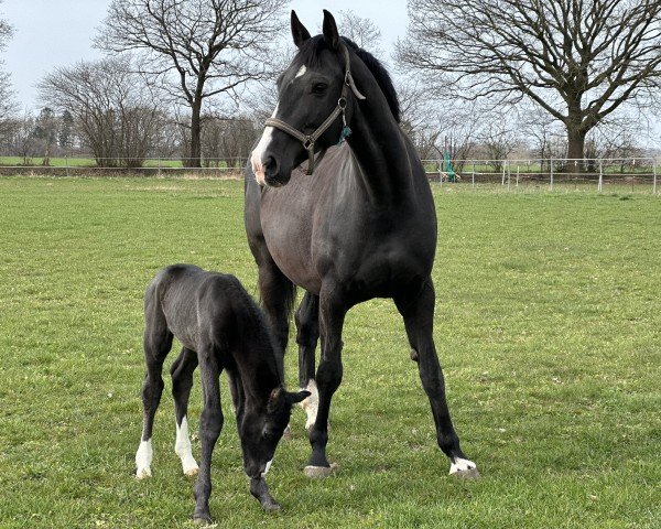 broodmare Destieny (Oldenburg, 2016, from Ampère)