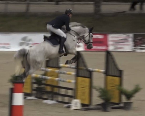 Springpferd Quilord (Holsteiner, 2012, von Quidam de Revel) Springpferd Quilord (Holsteiner, 2012, von Quidam de Revel)